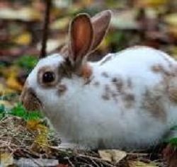 Conejo tipo Mascota raza Mariposa Ecorabbit