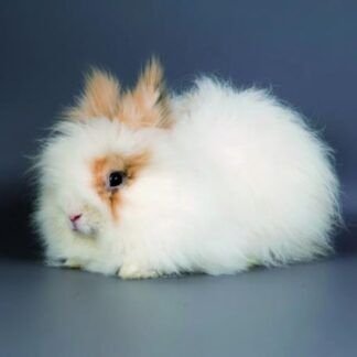 Conejo tipo Mascota Raza Angora
