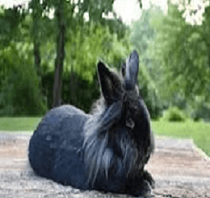 conejo-Mascota-Cabeza-de-Leon